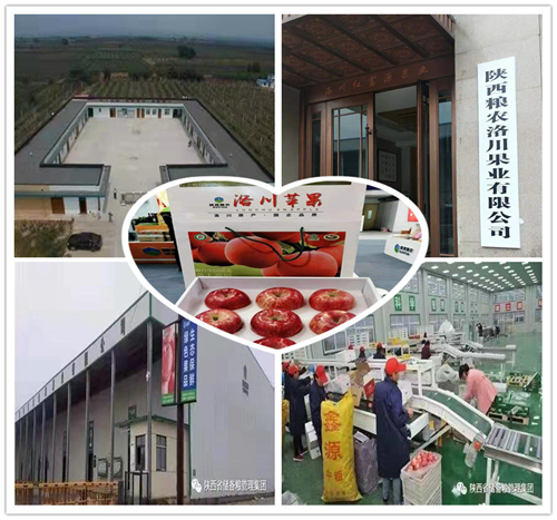 陜西糧農(nóng)洛川果業(yè)有限公司獲批為鄭商所蘋(píng)果期貨指定交割廠庫(kù)