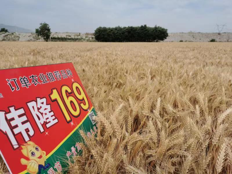 重磅！集團(tuán)兩項(xiàng)產(chǎn)品入選農(nóng)業(yè)農(nóng)村部2023年農(nóng)業(yè)主導(dǎo)品種